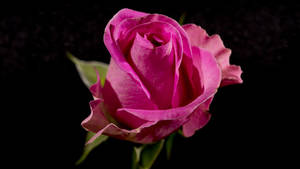 harmful effects of anal sex - â€œIt smells like blood. And it tastes like raw flesh. It's not something  you've ever been exposed to. But it strikes a chord somewhere deep inside.