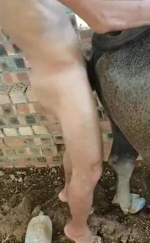 Buffalo Sex Porn - Buffalo beast with beautifull buffalo