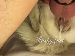 Man Fucks Female Husky - HuskyLust Compilation - ZooSkool Videos - Bestiality sex