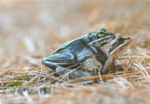 Amazing Frog Porn - wood frog porn LOVE IS IN THE AIR, BABY. FROG LOVE. My backyard is alive  with the sounds, and sights, of the start of mating season, with a pair of  wood ...