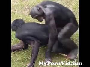 Chimpanzee Sex - Chimpanzee Mating Caught On Camera from bonmanus sex Watch Video -  MyPornVid.fun