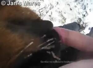 mare licking dick - Horse Licking Dick GayBeast - boy Fucks Animal - Extrem Sex and Taboo Porn.