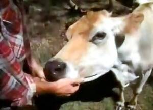 Funny Cow Porn - Cow Videos / Zoo Zoo Sex Porn Tube / Most popular Page 1