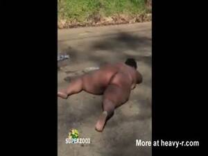 fat black naked bitch - 