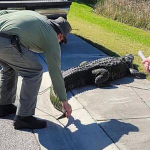 Alligator Mating Porn - Crocodile sex frenzy triggered by Chinook helicopters : r/funny
