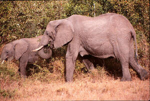 elephant tits - ipernity: Lady Elephants Wear their Breasts on their Chests - by Pachelbel  Canon