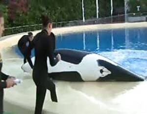 Hd Whale Porn - Whale - Extreme Porn Video - LuxureTV