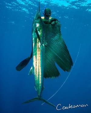 Marlin Madagascar Porn - Madagascar the land of Sailfish. @ahmidy99 deciding to take a real good one.