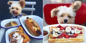 Cute Food Porn - popeye-the-foodie-dog