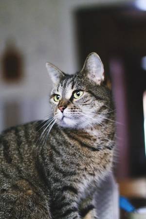 Meowing - ((not actual cat porn))