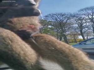 Monkey Sex Cum - Monkey cums for girls - LuxureTV