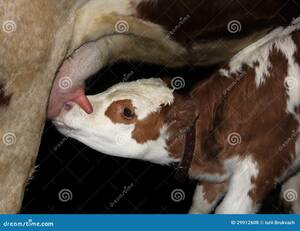 Cow Sucking Dick Porn - Cow Sucking Dick Porn | Sex Pictures Pass