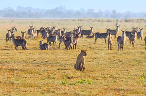Mozambique Porn - Photography: Gorongosa NP