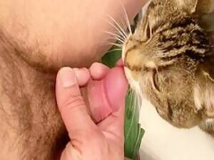 Cat Sucks Cock Porn - Gay Cats Sucking Cock | Gay Fetish XXX