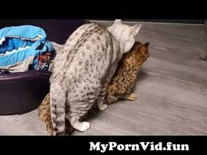 Cats Having Sex Porn - Cat having sex from cat sex video 3gp Watch Video - MyPornVid.fun