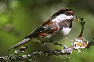 In Bird - Chestnut-backed Chickadee with a grub, on our plum tree.