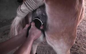 Mare Pussy Gets Fucked - Mare getting completely stuffed