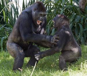 Canada Porn Punk Pixie - Gorillas