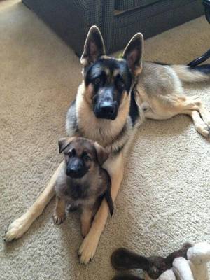 German Shepherd Porn Sites - Mother and Son - German Shepards