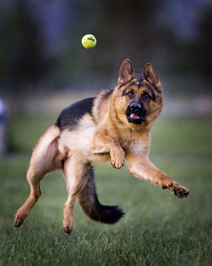 German Shepherd Porn Sites - #gsd Â· Big DogsGerman Shepherd ...