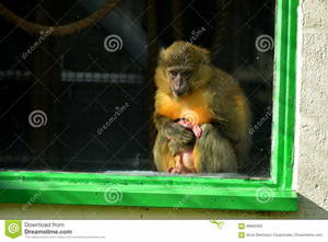 Monkey Cum Porn - Free Studentin Stockings Tube selects HD Porn Movies so carefully, usually  ready cum long before go halfway through dirty video capuchin everyone.