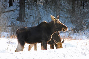 Canadian Moose Porn - Moose Sex Projectâ€ gives Canadian moose a red-light district | Grist