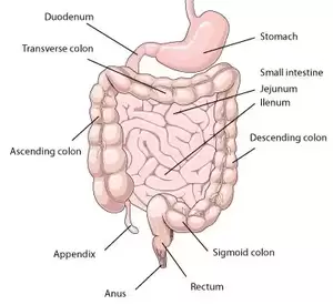 Huge Dick Primarily Insertion Porn - What is found at the end of the anus? Like during penetration what does a  penis pound on? - Quora