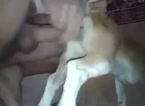 Cat In Heat Fucking - Man Fucks Cat | Gay Fetish XXX