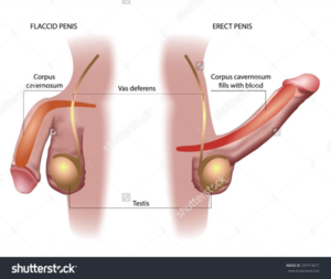 cock sucking rules - X-Rayed Sex: â€œ4 Blowjob Tricks, 5 Rules of BJ Etiquetteâ€ â€“ Thotyssey