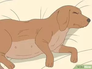 king of the hill pregnant xxx - How to Detect Pregnancy in Your Female Dog: Signs & Tests