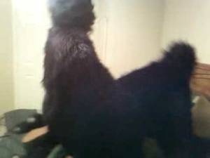 Gorilla Porn - Gorilla Porn