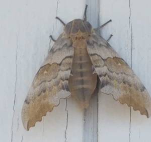 Crimson Hawk Moth Porn - Female Pachysphinx occidentalis extend a scent gland from the posterior of  the abdomen to lure in the night flying males whose large claspers are  frequently ...