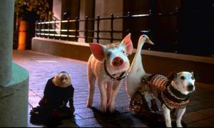 Babe Pig Movie Porn - 