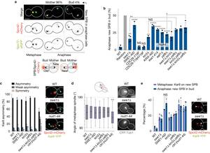 Girlsdoporn E193 - Budding yeast Wee1 distinguishes spindle pole bodies to guide their pattern  of age-dependent segregation | Nature Cell Biology