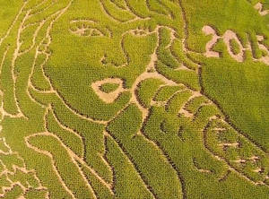 Corn Porn - Taylor Swift porn corn maze