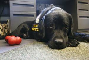 illinois black porn - Crime-fighting Labrador helps combat child porn