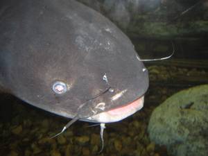 Monster Fish Porn - Further Evidence Of The Existence Of Monster Catfish At Bagnell Dam