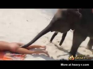 Elephant Sex Porn - Elephant Vacuums Sand Out Of Pussy