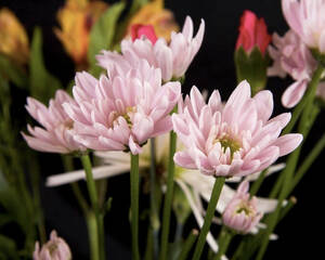 Flower Porn - Flower Porn - Second Series 02 by JohnSlaughter on DeviantArt