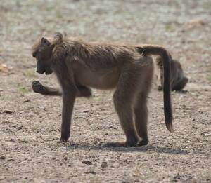 Baboon Fucks Woman - I shot a whole family of baboons': Idaho Fish and Game official faces fury  after Africa trophy hunting boasts : r/politics