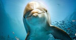 Fucking Dolphin Porn - An Infamous NASA Experiment Involved A Horny Dolphin And LSD | Cracked.com