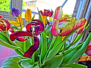 Flower Porn - Flower Porn | Flickr