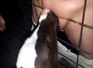 free calf sucking dick - Free Calf Sucking Dick | Sex Pictures Pass