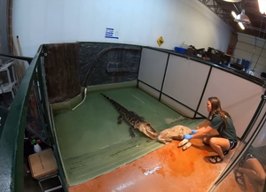 Man Fucks Female Alligator - Alligator doing deathroll : r/interestingasfuck