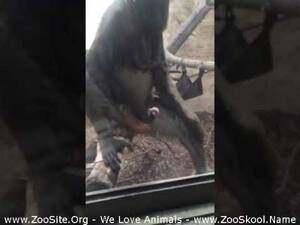 Baboon Sex - Baboon Gets His Hand Dirty - ArtOfZoo.Biz