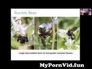 Bumble Bee Porn - Heather Holm, Bumble Bee Banquet: Selecting Native Plants for Bumble Bees  from shiny flowers porn Watch Video - MyPornVid.fun