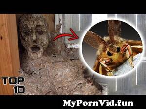 Gypsy Moth Porn - OFPDAsian Gypsy Moth from asian moth Watch Video - MyPornVid.fun