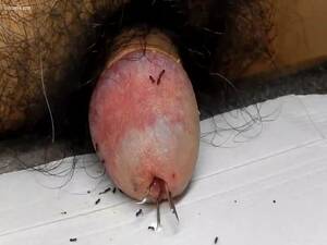 ants sucking dick - ants playing dick - LuxureTV