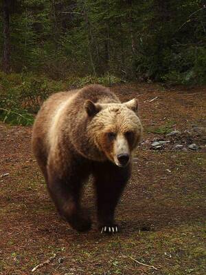 I Mean Actual Bears Bear Porn - Nicholas Goldberg: Why make the grizzly bear California's state animal â€”  after they're all gone? - Los Angeles Times