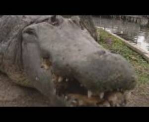 Alligator Mating Porn - alligator mating Videos - MyPornVid.fun